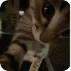 :cat1:
